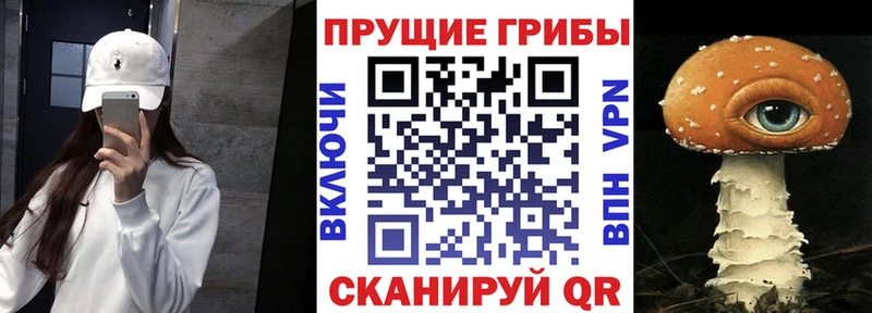 Купить  Ужур  Псилоцибиновые грибы Cubensis 